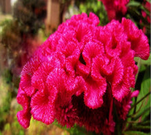 Fuchsia Seeds (Fuchsia hybrida) for growers filling out the hanging baskets or shaded garden pots