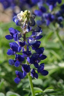 Blue Texas Lupine Seeds known for blue State Flower Blooms
