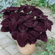 Coleus Plants for reliable seasonal color