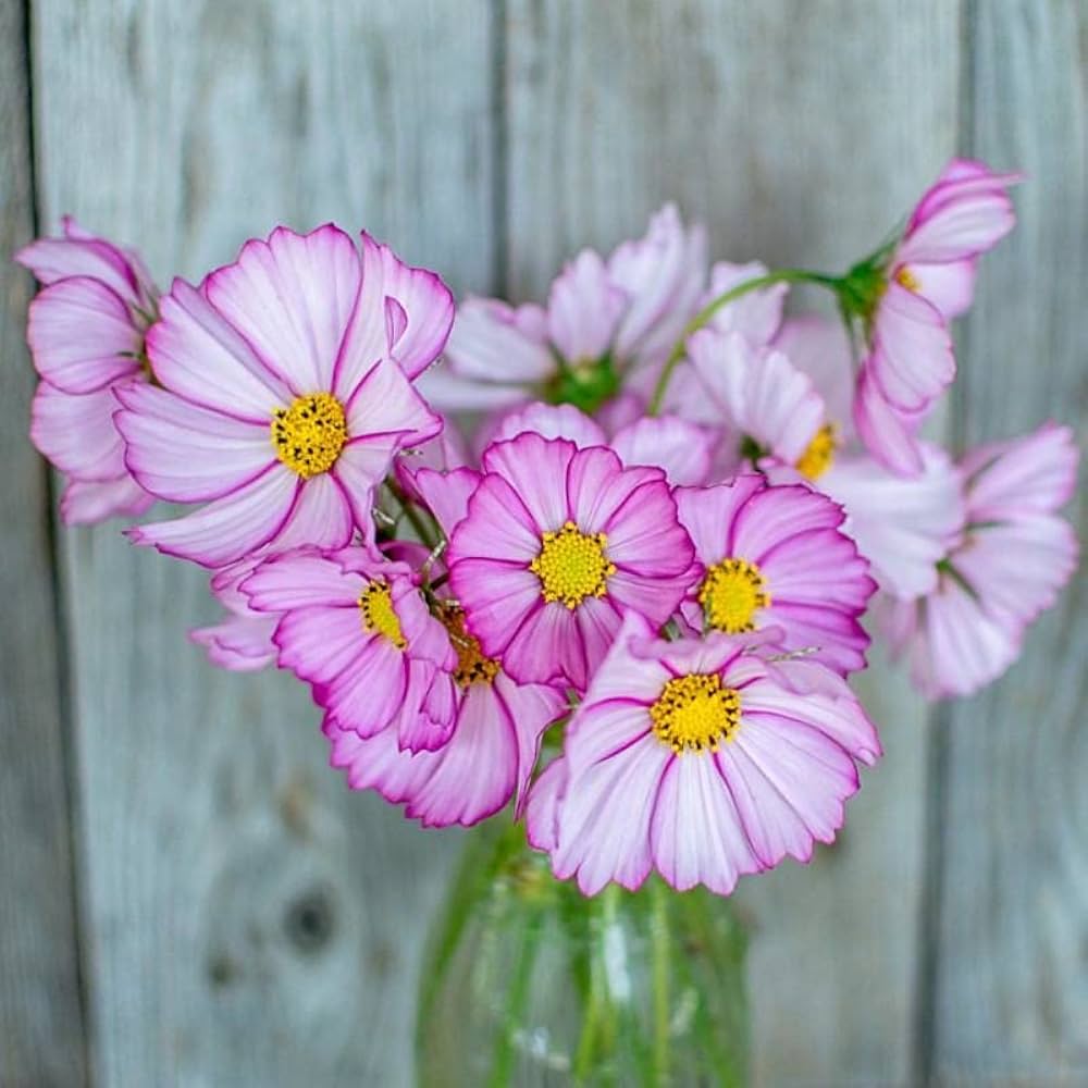 Cosmos Picotee Mixed Colors Flower - for planting in home garden