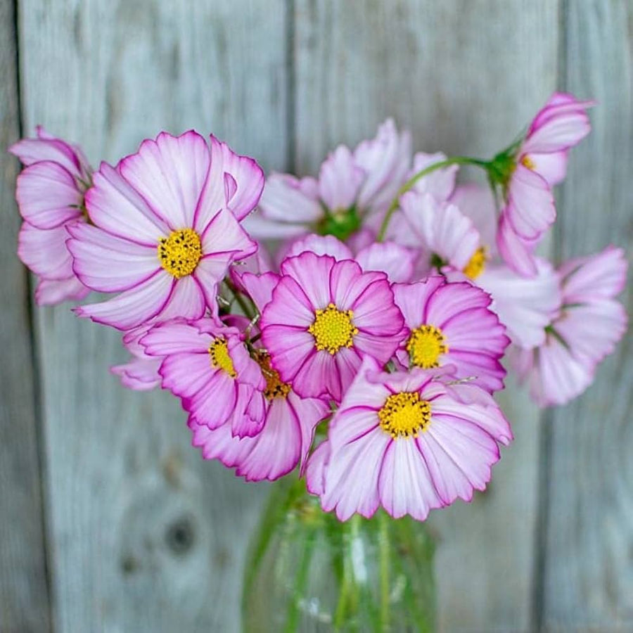 Cosmos Picotee Mixed Colors Flower - for planting in home garden