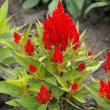 Heirloom Plumosa Celosia Spicata Seeds for seasonal color across the Beautiful Garden Displays