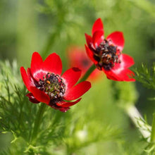 Annual Adonis Aestivalis Flower Summer Pheaste's Eye Seeds for gardeners building out beds and borders
