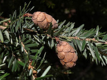 Eastern Hemlock Seeds (Tsuga canadensis) for reliable seasonal color