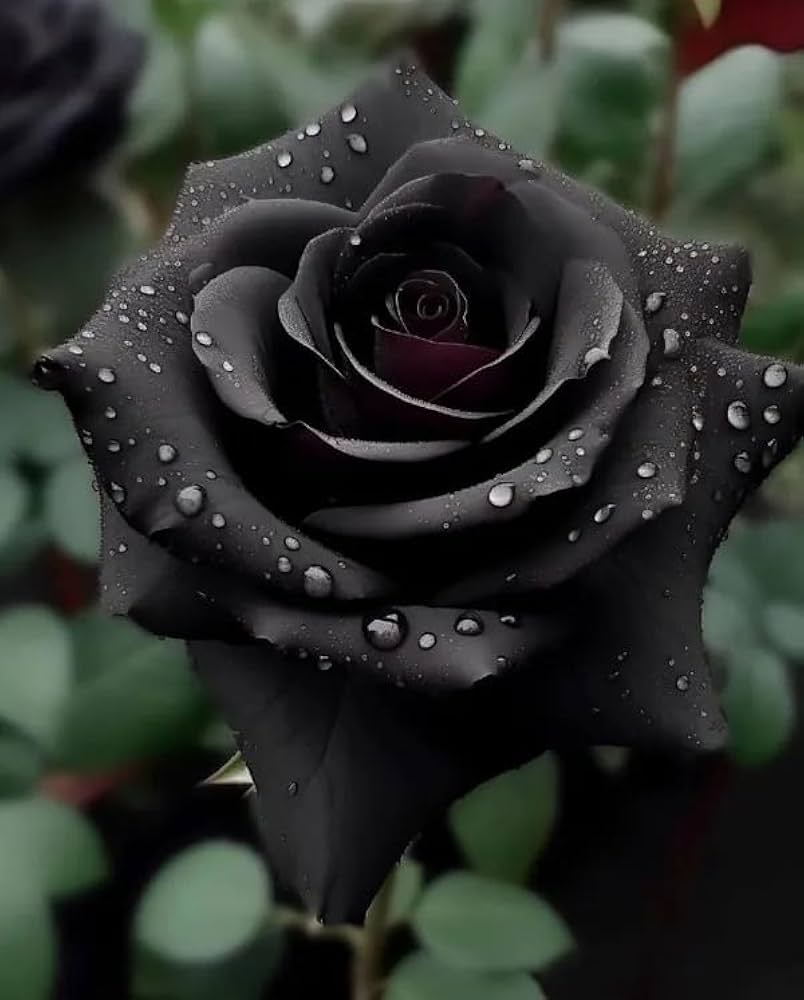 Rare black rose flower seeds