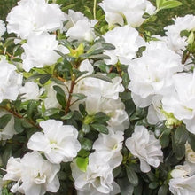 Indoor Azalea Seeds (Rhododendron spp.) for reliable seasonal color