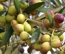 Olive Tree Olea Europaea Seeds for long-term planting in the Urban Garden