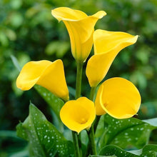 Yellow Calla Lily Seeds for a bright addition to the Flower Bed & Garden