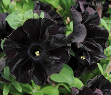 Petunia Flower ��������� Petunia spp. ��������� for planting in black pink garden