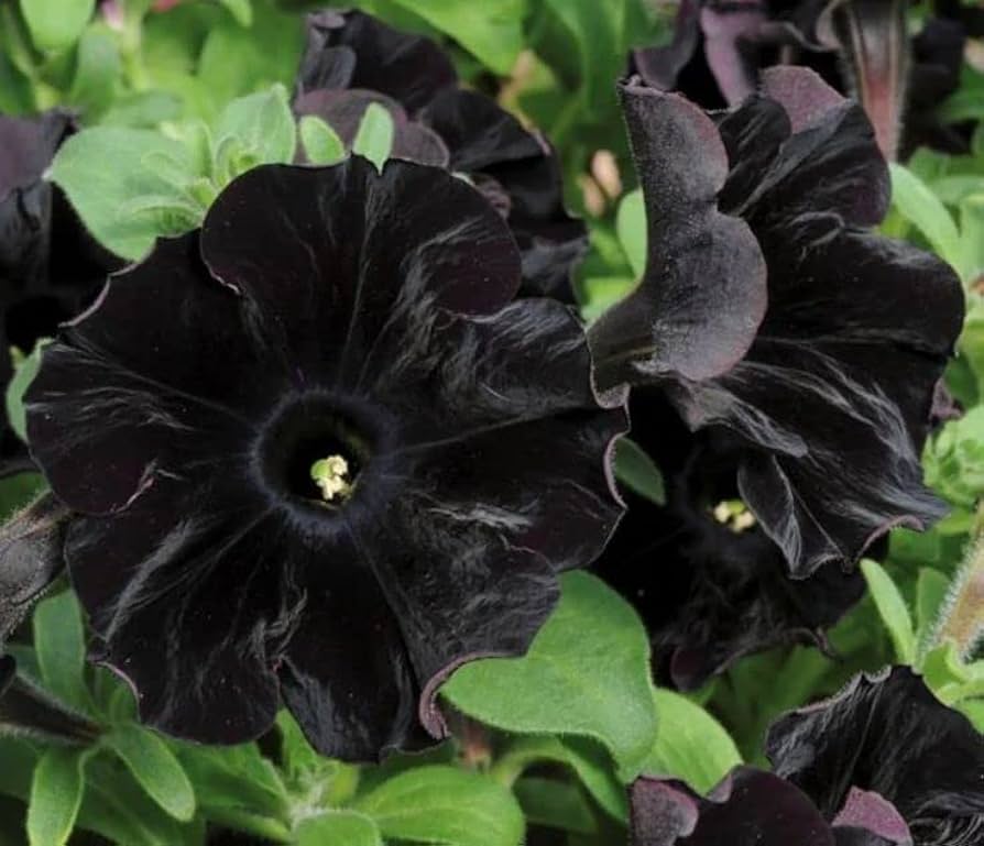 Petunia Flower ��������� Petunia spp. ��������� for planting in black pink garden