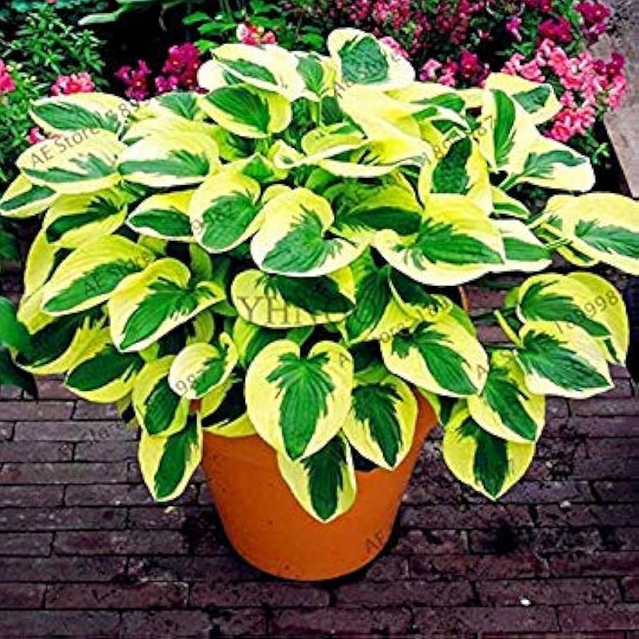 Hydrangea Mixed Colors Flower - for planting in home garden