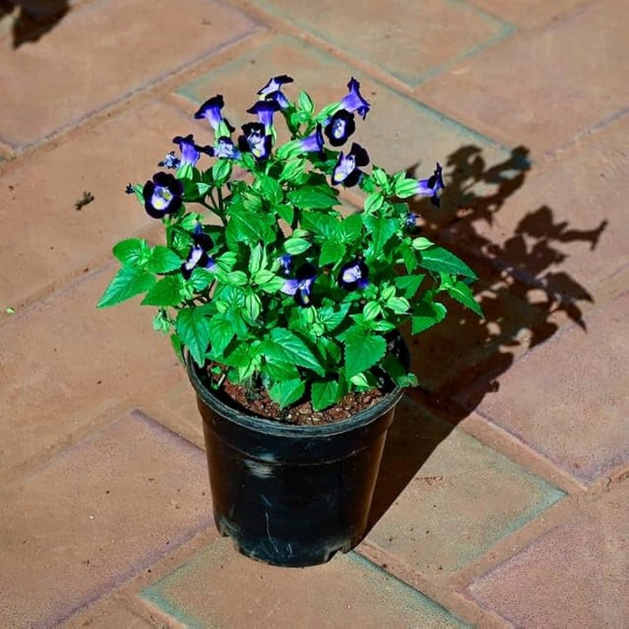 Torenia (Torenia fournieri) for planting in flower bed