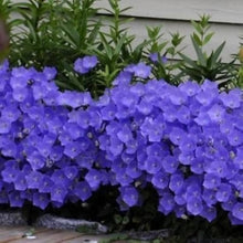 Purple Bellflower Campanula Seeds for growers filling out the Perennial Flower Urban Garden