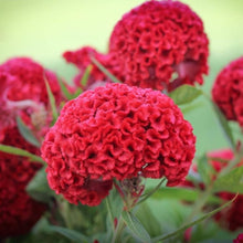 Celosia Giant Brain Crazy Colors Seeds for reliable seasonal color