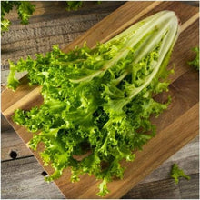 King Endive Lettuce Seeds for a productive addition to the vegetable patch