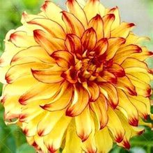 Dahlia Seeds (Dahlia pinnata) for colorful blooms in the Flower Garden