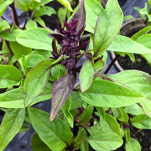 Green Liquorice Basil Plants for a fragrant addition to the herb patch