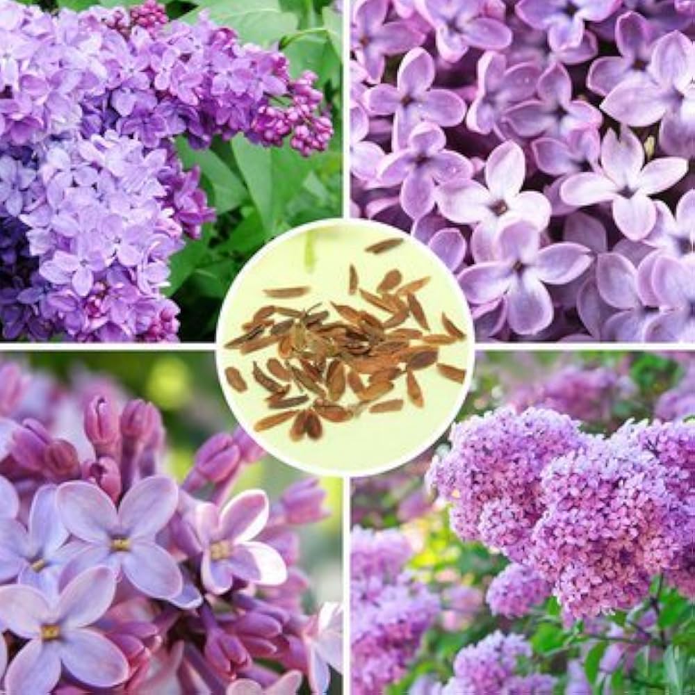 Flower Mixed Species Fragrant Purple Flower Seeds for Planting – Suitable for Home Garden and Scented Borders
