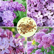 Flower Mixed Species Fragrant Purple Flower Seeds for Planting – Suitable for Home Garden and Scented Borders