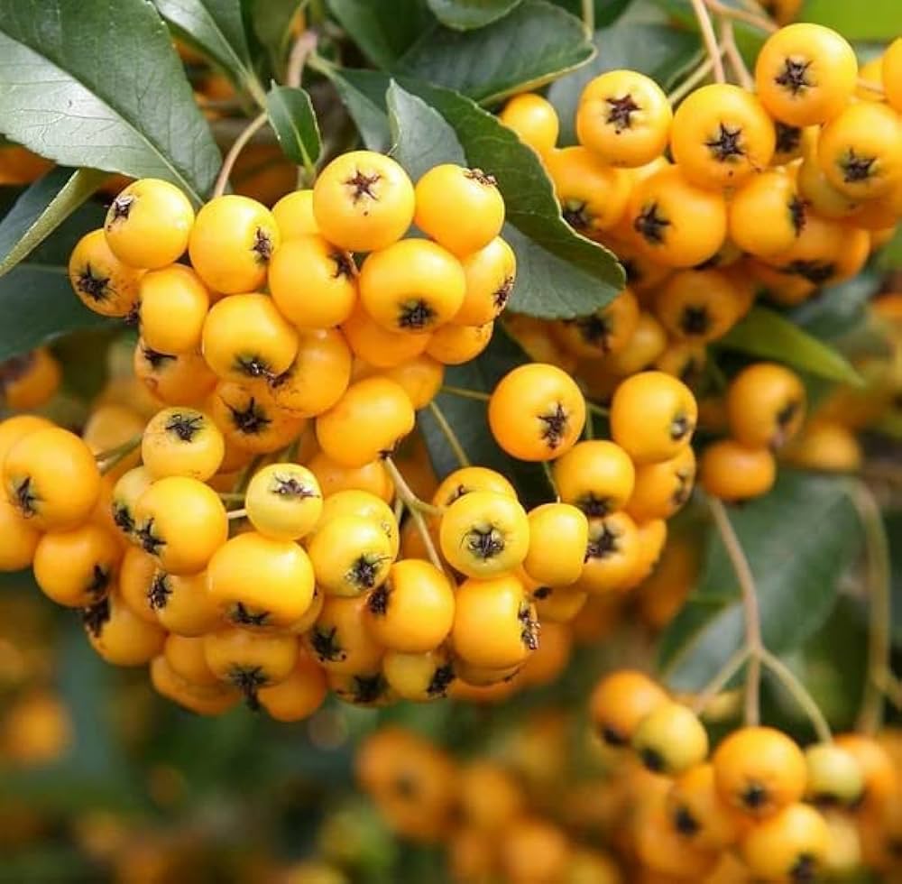 Pyracantha Coccinea Plants for a colorful addition to any planting