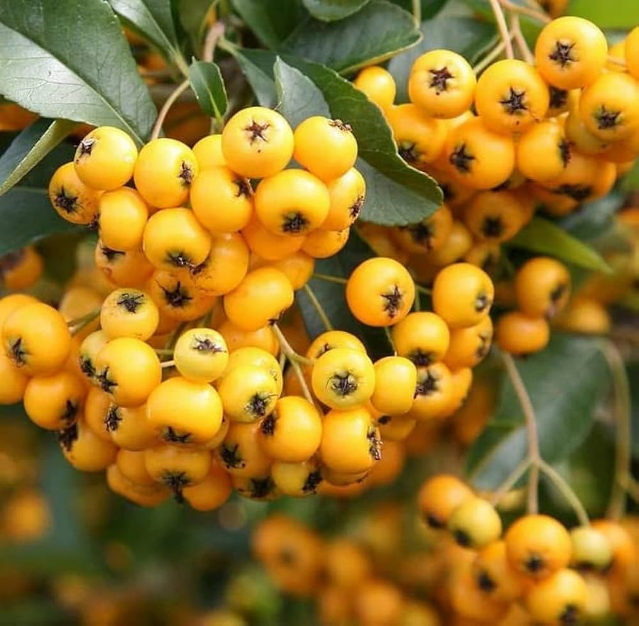 Pyracantha Coccinea Plants for a colorful addition to any planting