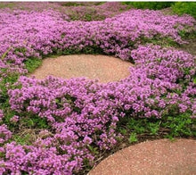 Creeping Thyme Plants for cooks growing their own fresh herbs