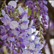 Wisteria Wisteria Sinensis Seeds known for outdoor Landscaping