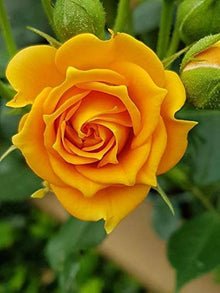 Yellow Rose Seeds for growers filling out the Rare Home Garden Balcony Flowers