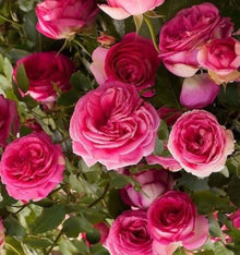 Rose Bonsai Tree Seeds for long-term planting in the Flower DIY Garden Projects