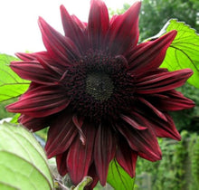 Black Magic Sunflower Seeds for growers seeking a long-blooming display