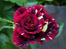 Rose Rosa Hybrida Black with White Red Edge Seeds for a lasting display in the Home Garden Borders