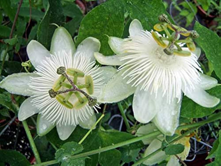 Heirloom Non-GMO White Bridal Passionflower Seeds