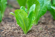 Lettuce Bibb Blattsalat Seeds for a reliable harvest in the Organic Garden, Salad Greens