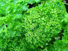 Parsley Plants for cooks growing their own fresh herbs