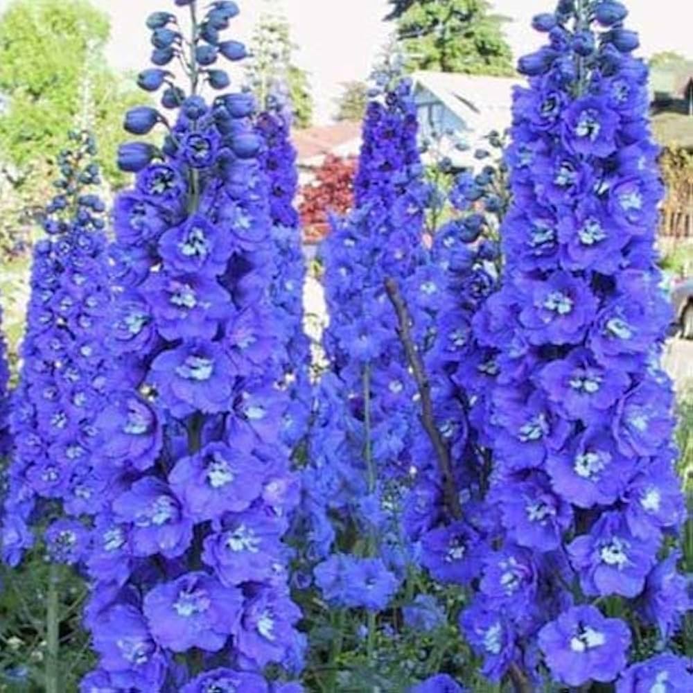Larkspur Blue Spire flower seeds