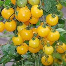 Tomato Solanum Lycopersicum Yellow Grape Seeds for productive rows in the Garden Beds