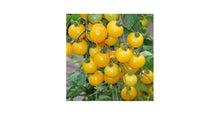 Manyel Seeds for a productive addition to the vegetable patch