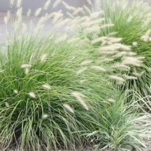 Bonsai Rainbow Tails Grass Seeds (Pennisetum setaceum) for a lasting addition to the Flower Pot