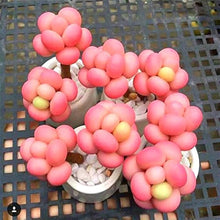 Succulent Seeds for low-maintenance growers