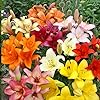 Lily Lilium spp. flower seeds for planting in home garden or ornamental borders - for planting in home garden
