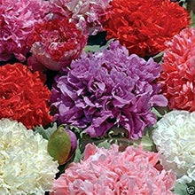 Light Purple Peony Seeds prized for beautiful Blooms
