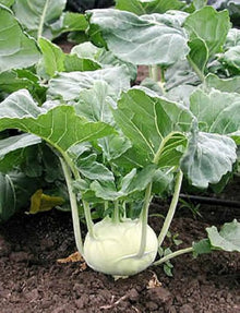 White Viennese Kohlrabi Seeds (Brassica oleracea) for growers seeking a long-blooming display