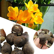 Yellow sunrise amaryllis Seeds (Hippeastrum hybridum) for a bright addition to the pots or home garden borders