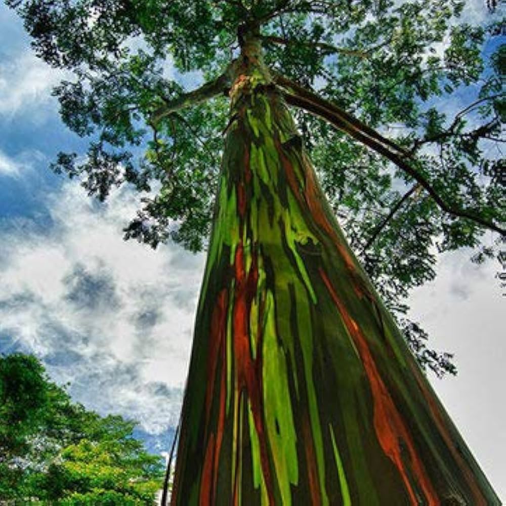 Rainbow Eucalyptus Deglupta for planting