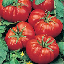 Tomato Solanum Lycopersicum Marmande Paris Beefsteak Seeds valued by growers for large Sandwiches