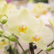 Blue Orchid Phalaenopsis Orchid Seeds for a bright addition to the Exotic Garden Beauty