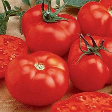 Ball Beefsteak Hybrid Tomato Seeds (Solanum lycopersicum) for growers stocking the midseason planting in backyard garden