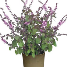 Basil Plants for cooks growing their own fresh herbs