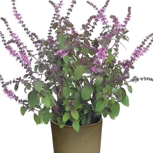 Basil Plants for cooks growing their own fresh herbs