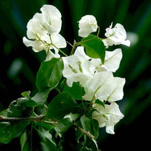 Bougainvillea Vera White Seeds for a colorful addition to any planting